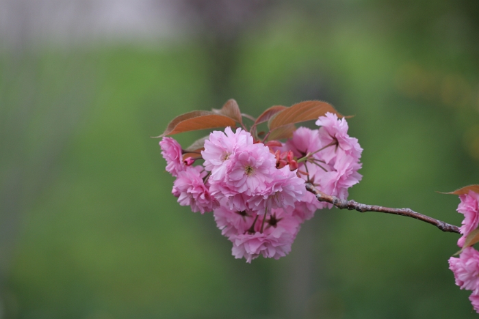 Macro fleurs La Tour - 032